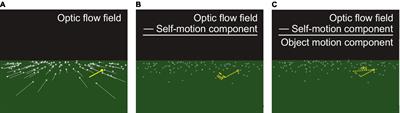 The accuracy of object motion perception during locomotion